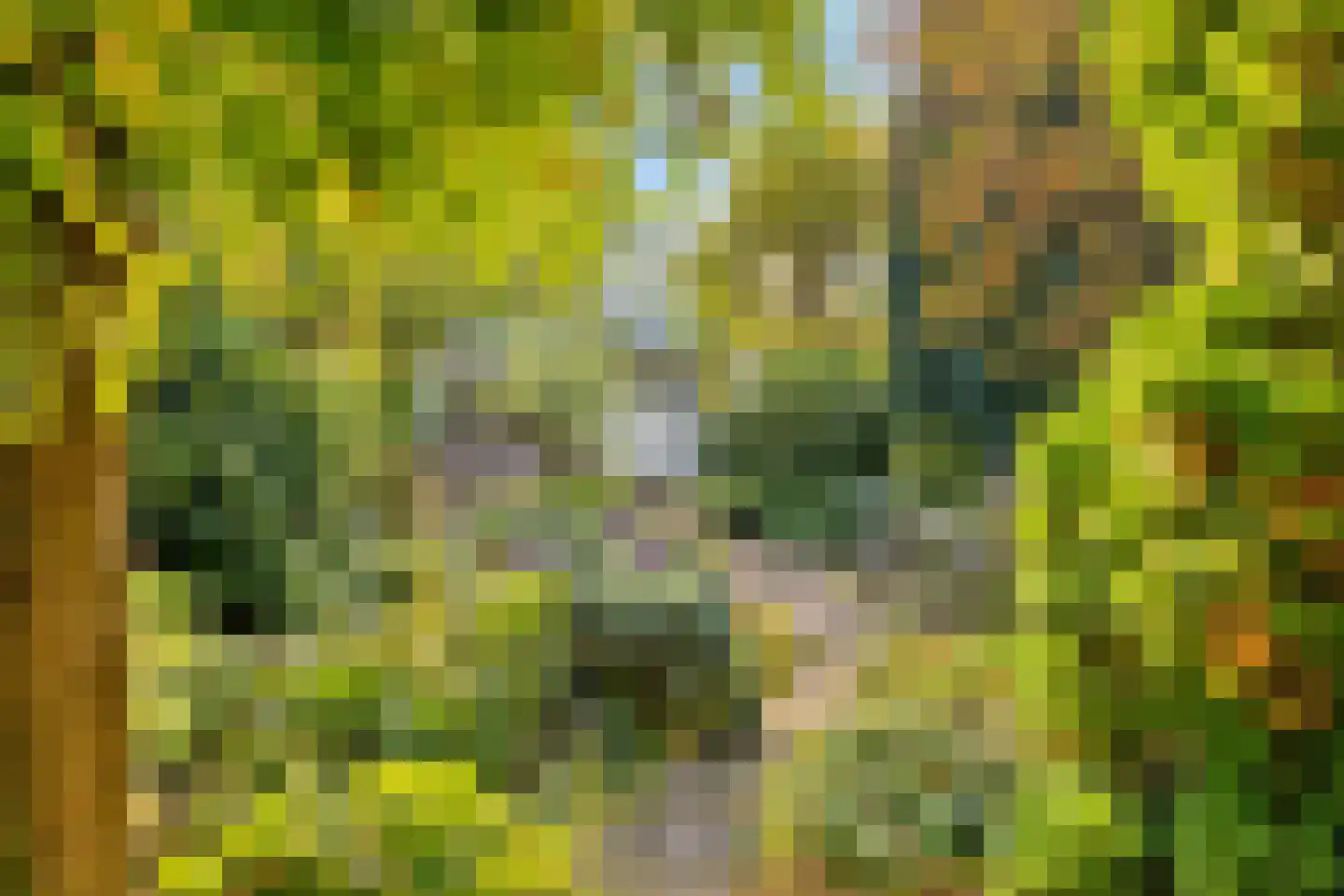 Gemullehoekenweg 81 Oisterwijk thumbnail 4