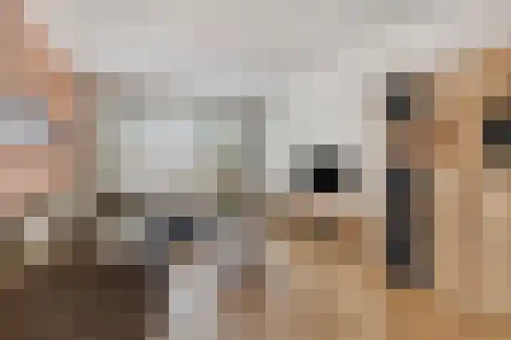 Gender 48 Oisterwijk thumbnail 5