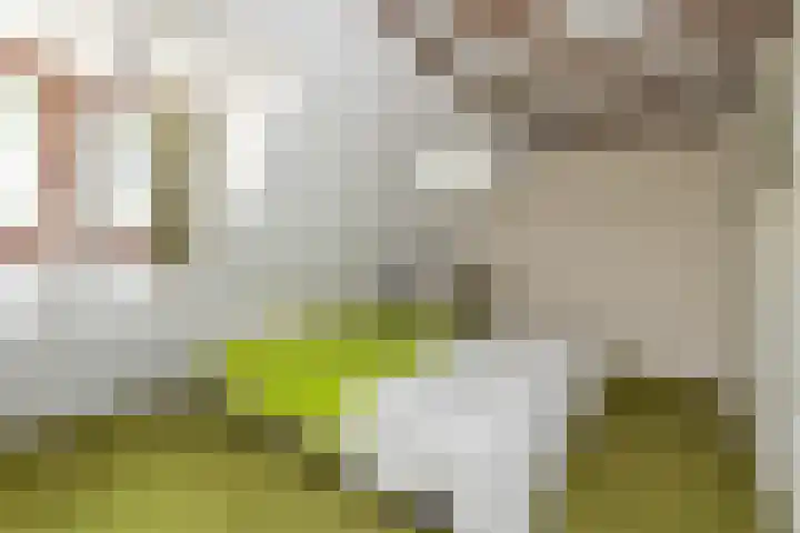 Generaal Bothastraat 48 Eindhoven thumbnail 30