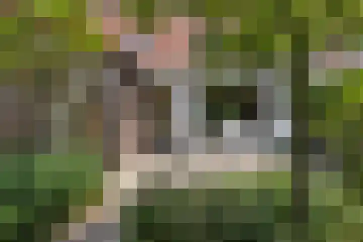Generaal Bothastraat 48 Eindhoven thumbnail 39