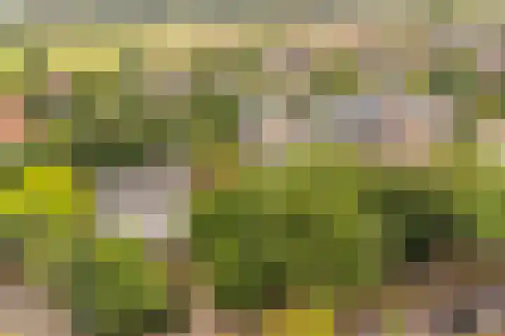 Generaal Foulkesweg 44 Wageningen thumbnail 51