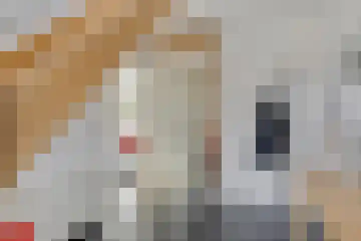 Generaal Sikorskistraat 14 Axel thumbnail 4