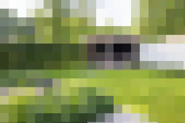 Generaal Van Heutszlaan 156 Apeldoorn thumbnail 29