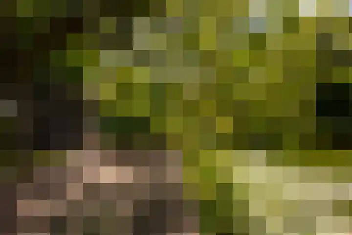 Genhoes 17 Amsterdam thumbnail 15