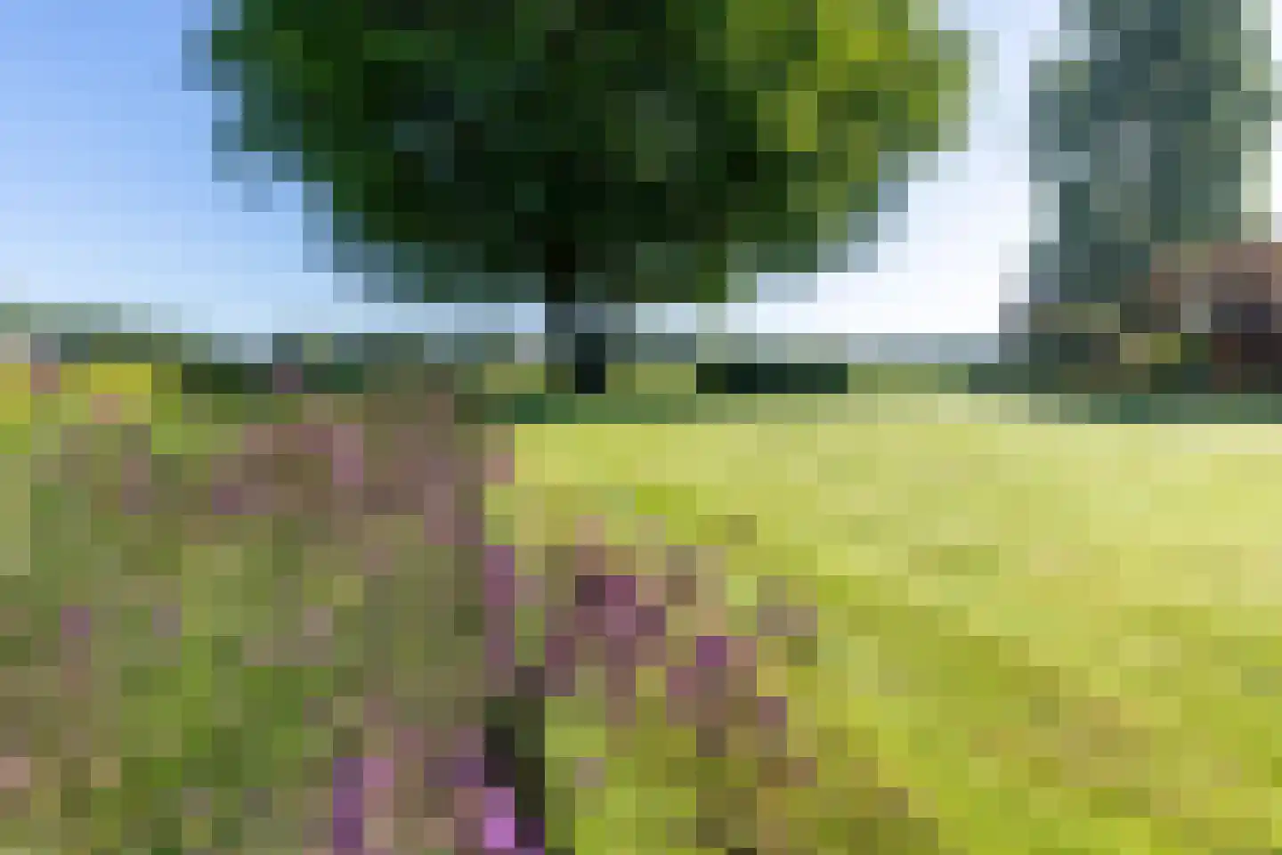 Gening 19 Afferden L thumbnail 57