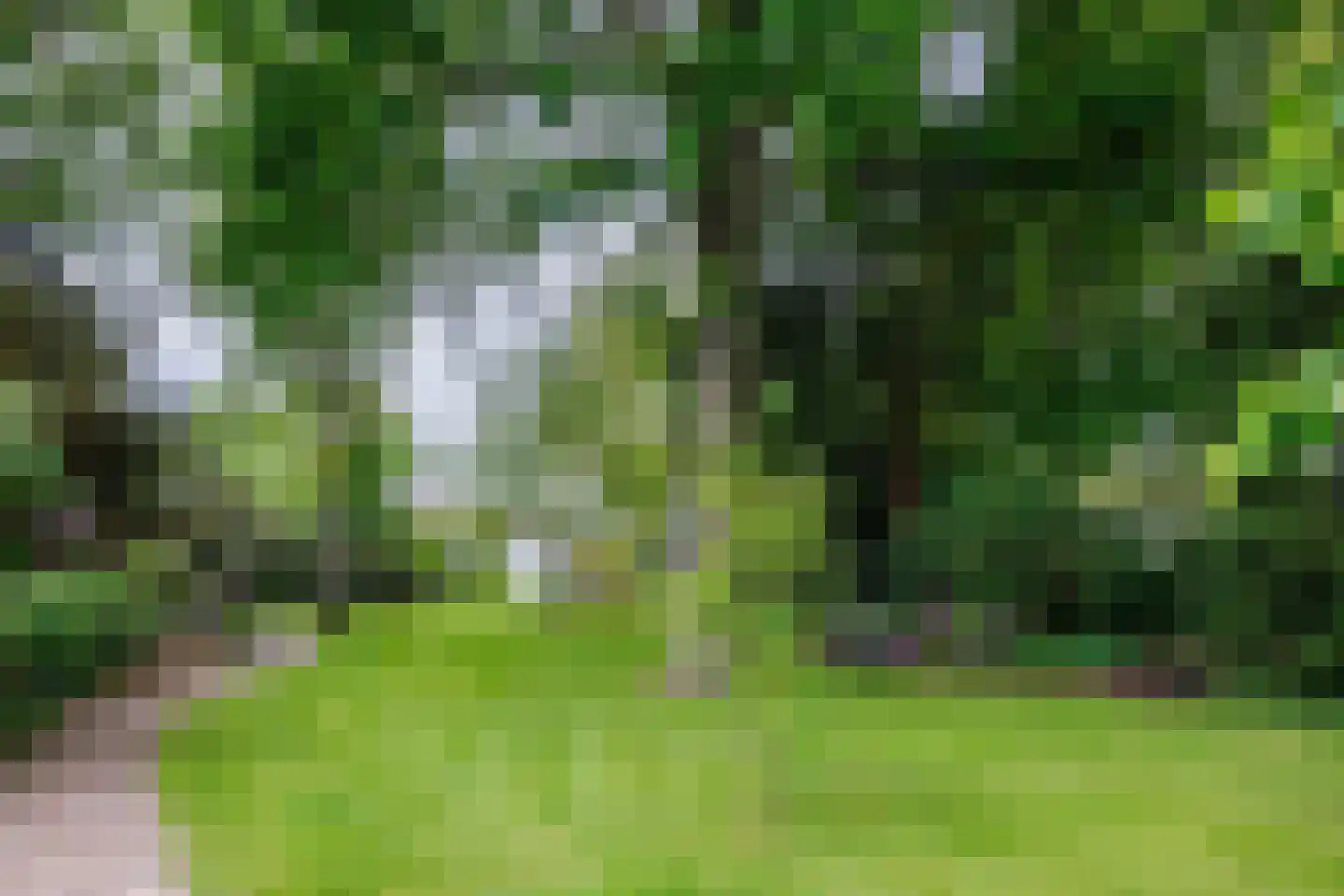 Gening 5 Afferden L thumbnail 77