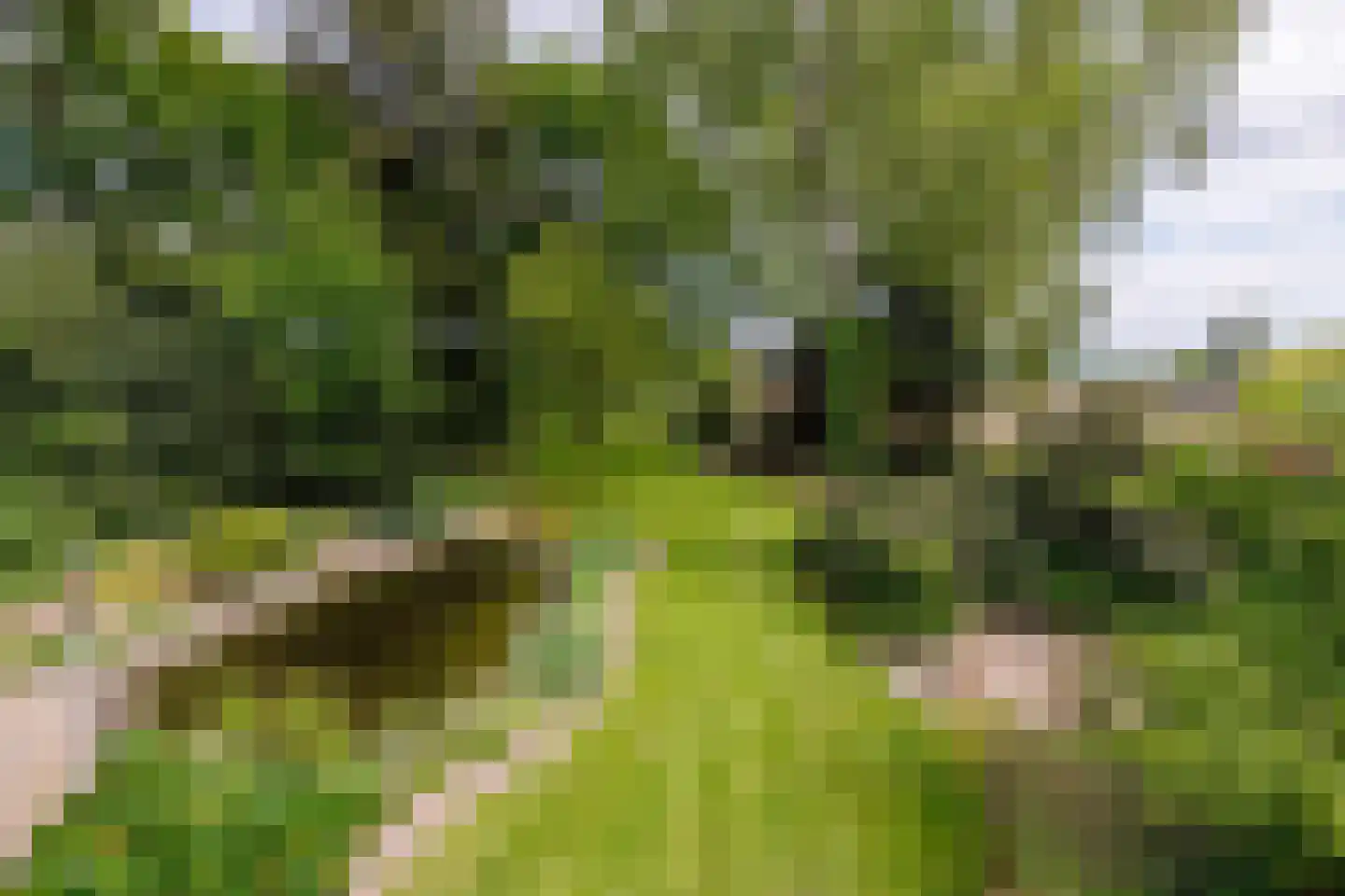 Gening 5 Afferden L thumbnail 81