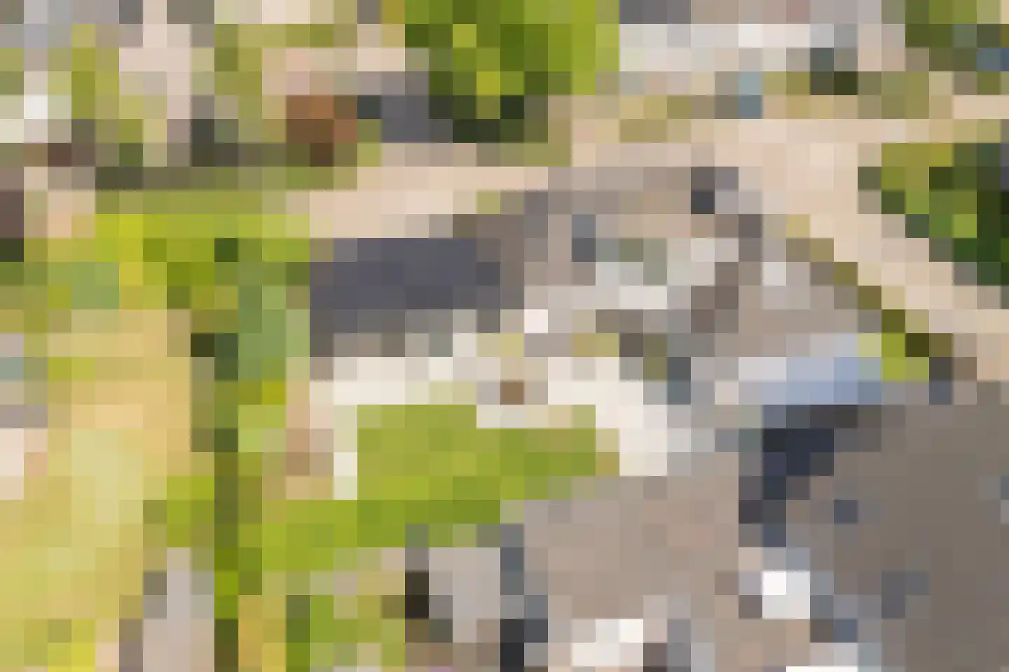 Gentiaan 2 Luyksgestel thumbnail 46