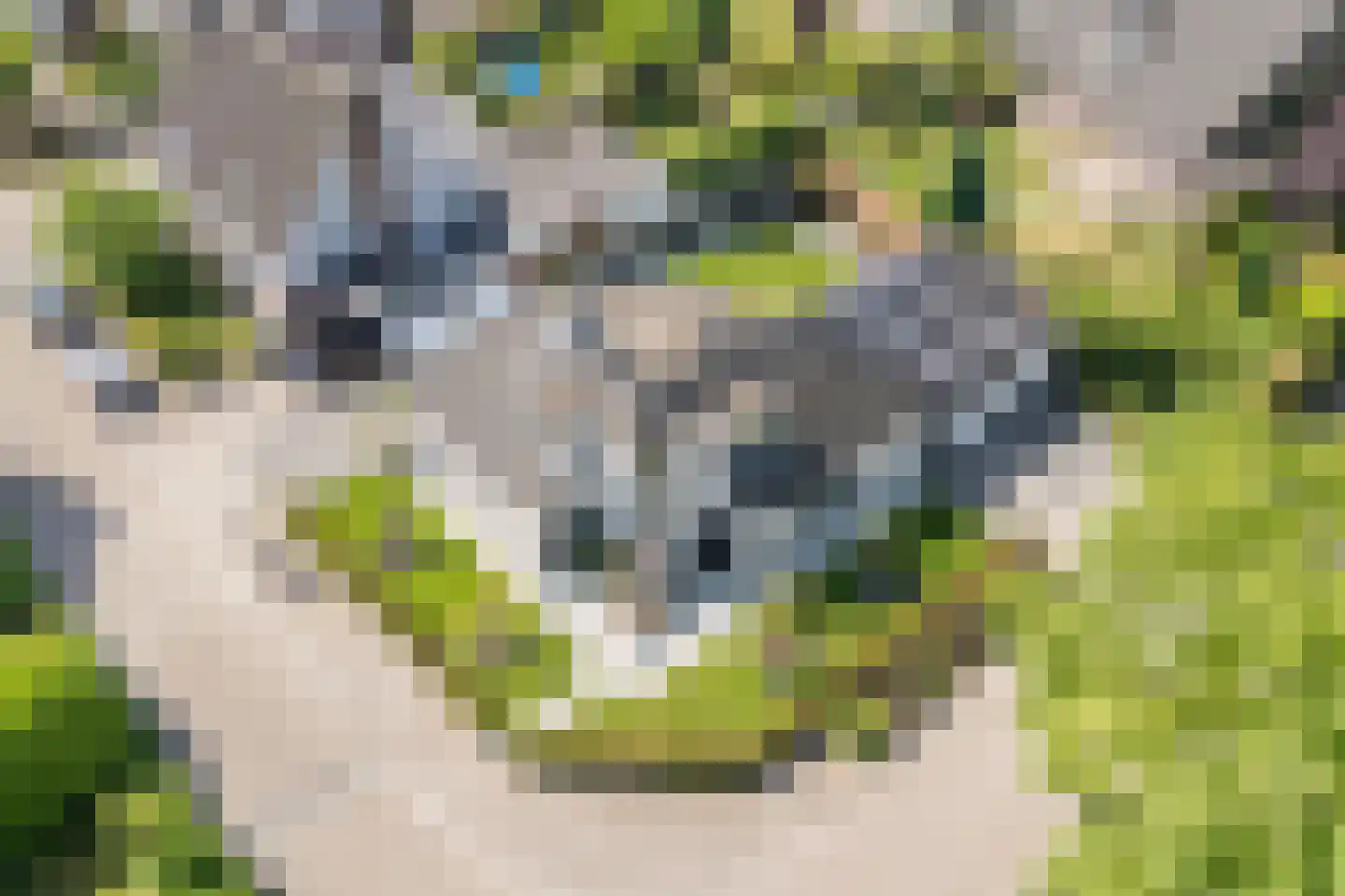Gentiaan 2 Luyksgestel thumbnail 59
