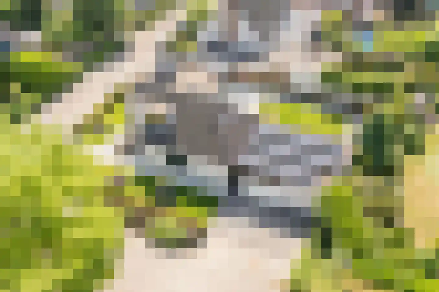 Gentiaan 2 Luyksgestel thumbnail 60