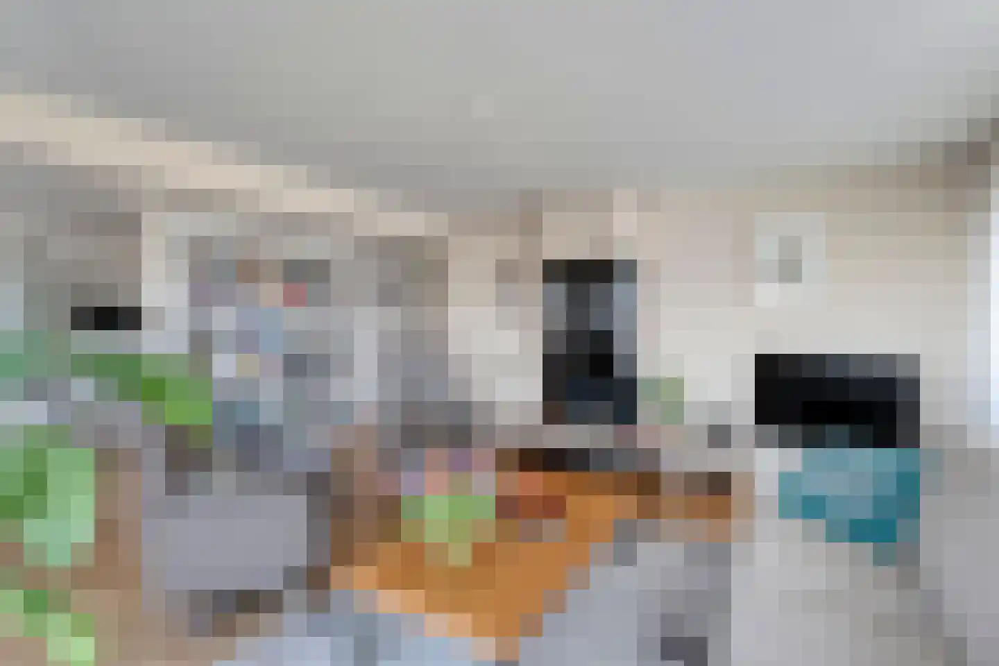 Gentiaan 20 Beilen thumbnail 16