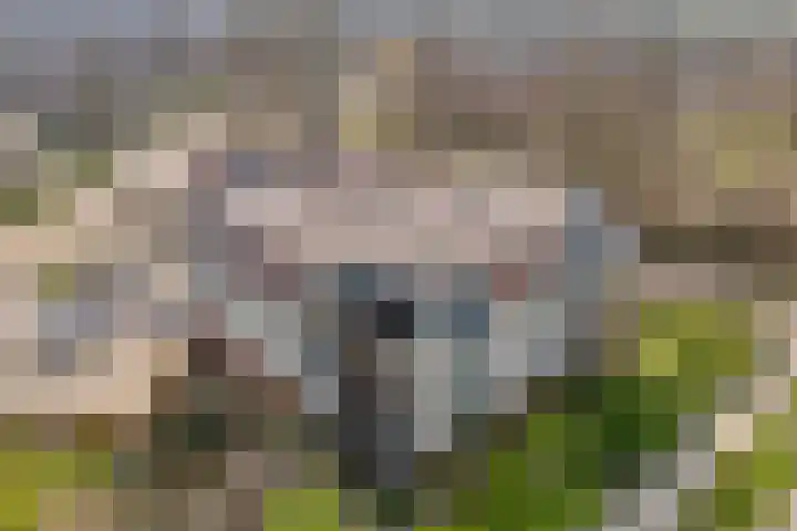 Gentiaan 20 Beilen foto 3