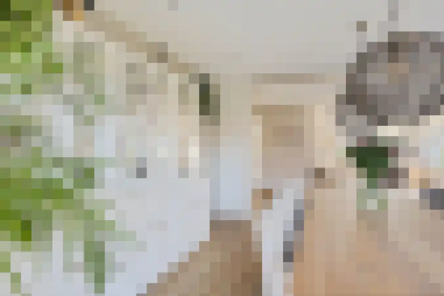 Gentiaan 20 Wijnjewoude thumbnail 17