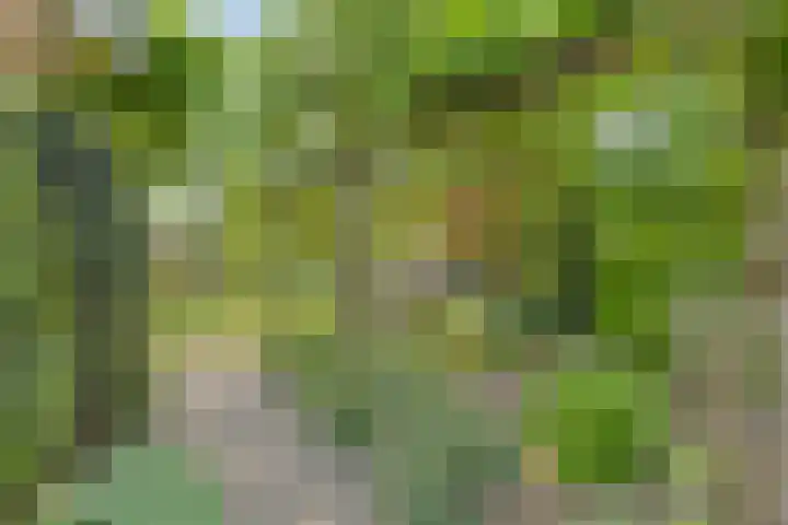 Gentiaan 6 Gendringen thumbnail 33