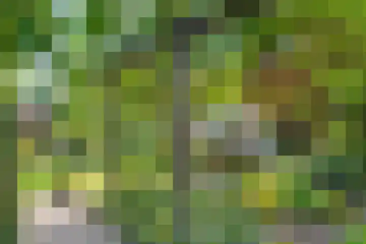 Gentiaan 6 Gendringen thumbnail 34
