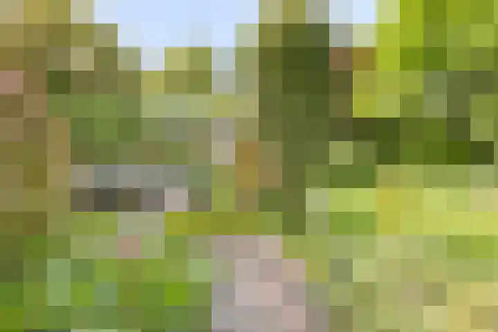 Gentiaan 6 Gendringen thumbnail 36