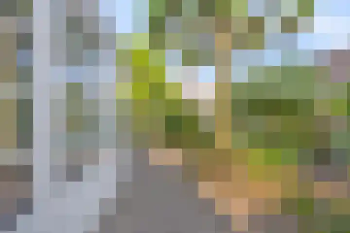 Gentiaan 6 Gendringen thumbnail 40