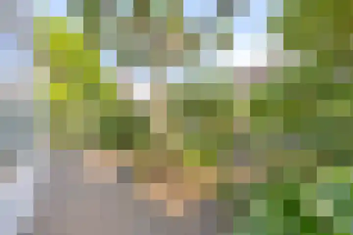 Gentiaan 6 Gendringen thumbnail 41