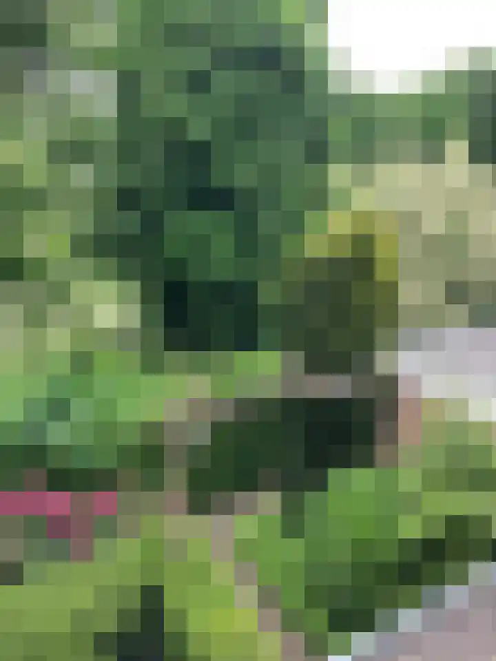 Gentiaan 6 Gendringen thumbnail 51