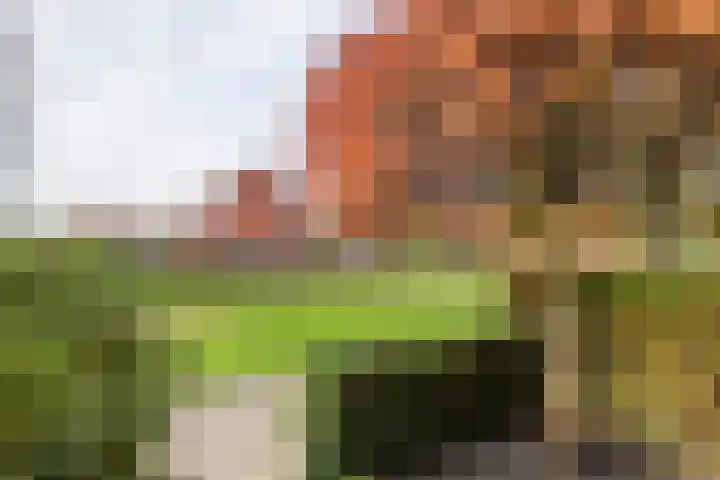 Gentiaanblauwtje 11 Tiel thumbnail 4