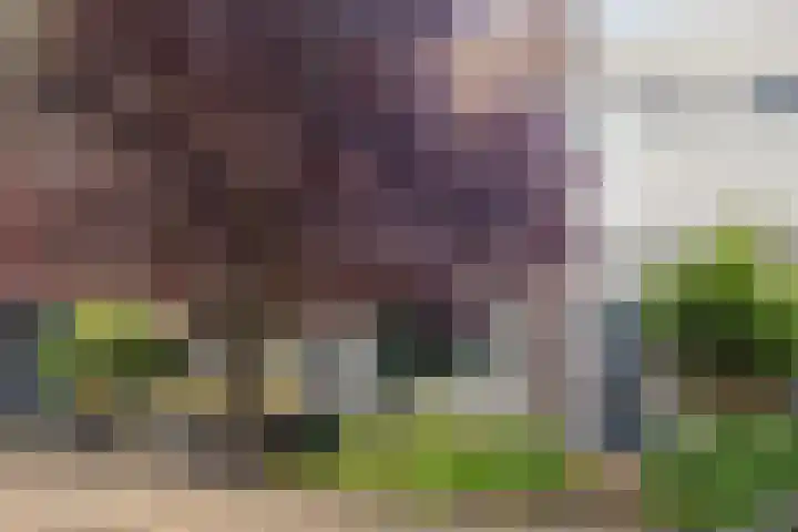 Gentiaanblauwtje 19 Breda thumbnail 24