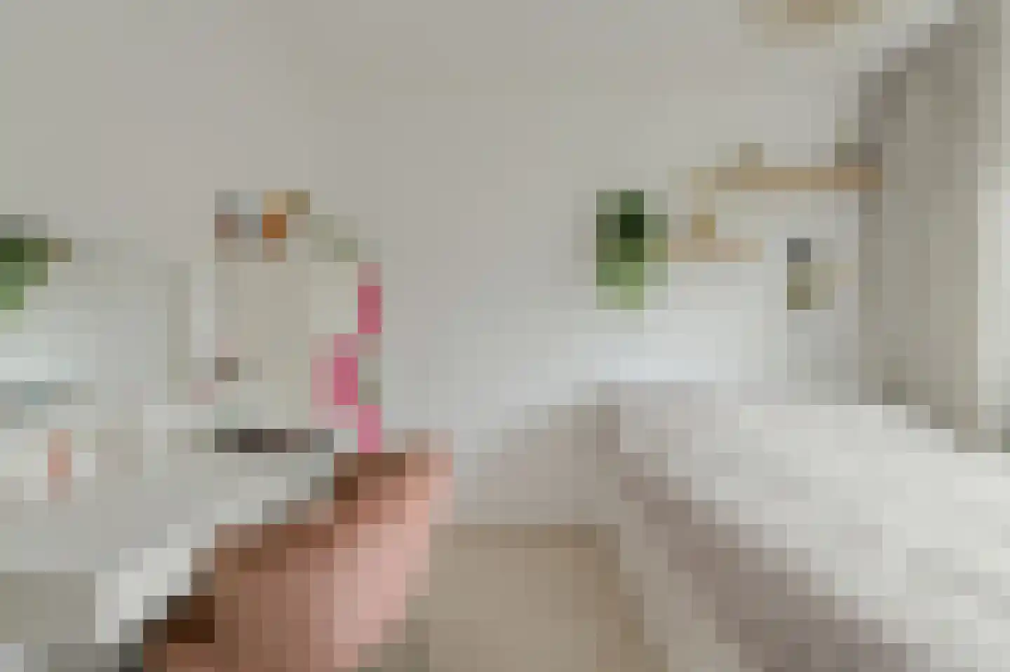 Gentiaanblauwtje 5 Breda thumbnail 28