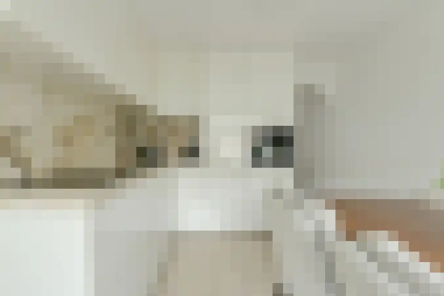 Gentiaanblauwtje 5 Breda foto 3