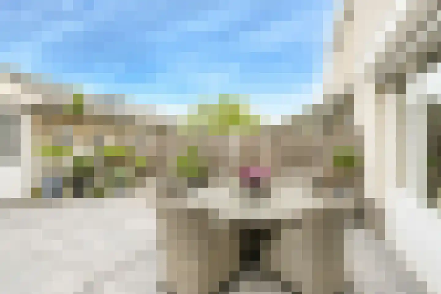 Gentiaanblauwtje 5 Breda thumbnail 34