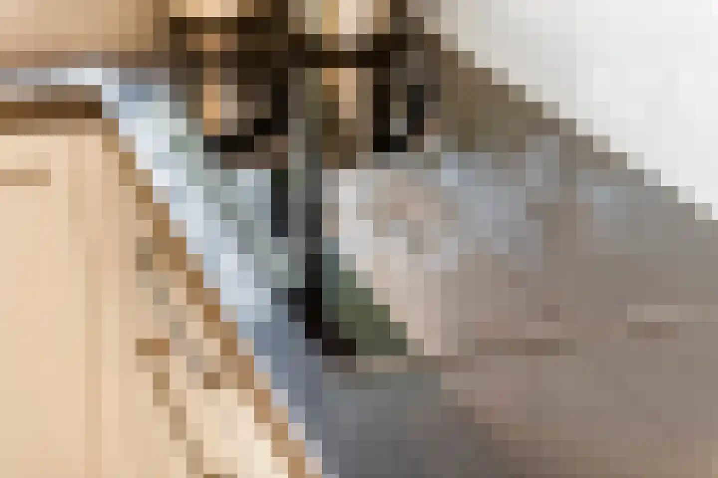 Gentiaanblauwtje 9 Tiel thumbnail 17