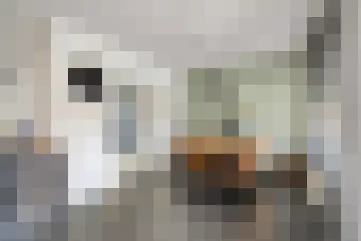 Gentiaanhof 80 Roermond thumbnail 4
