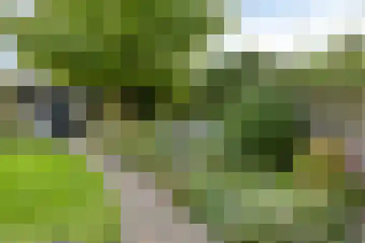 Gentiaanstraat 19 Maarheeze thumbnail 34
