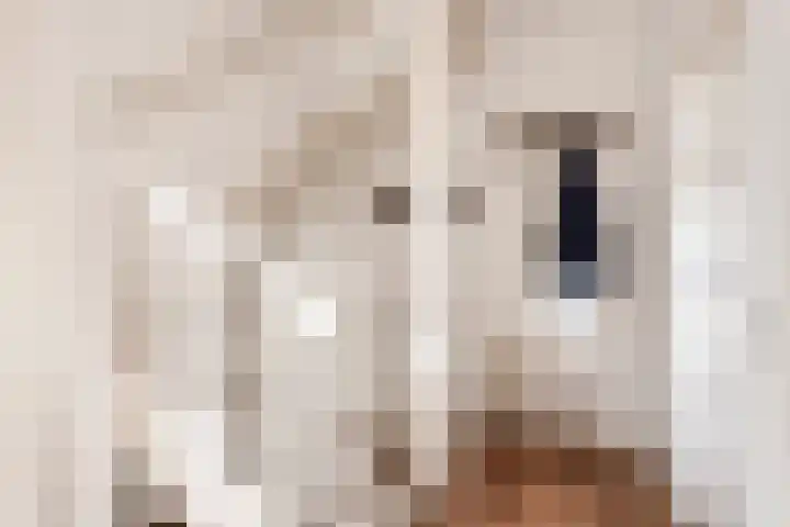 Gentiaanstraat 19 Maarheeze thumbnail 8