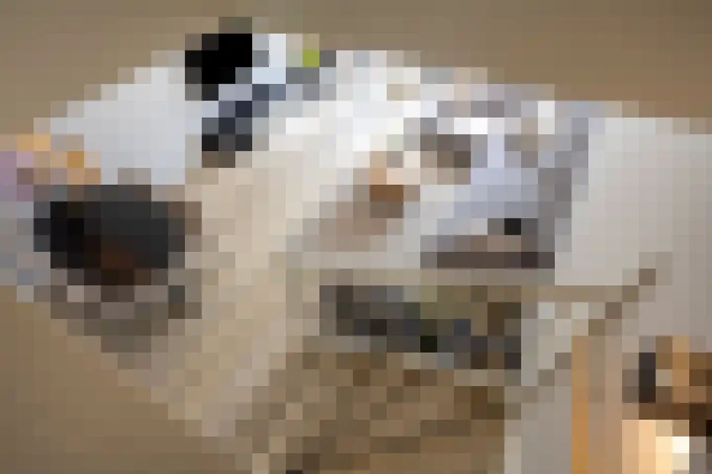 Gepkespad 21 Herpen thumbnail 15
