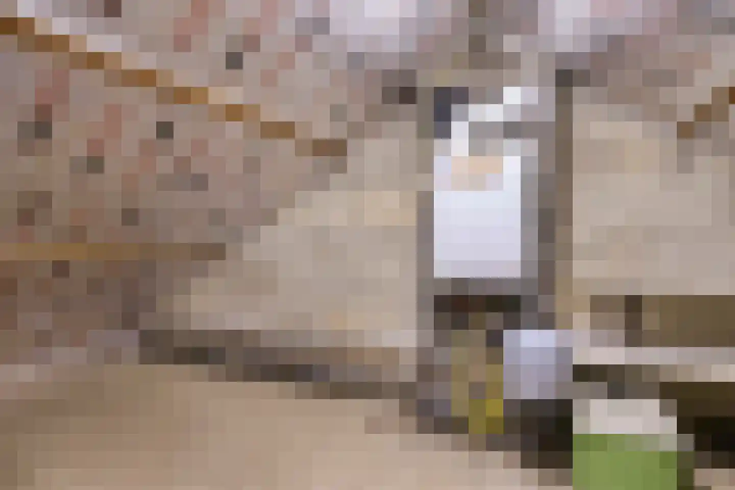 Geraert Brandtstraat 19 Eindhoven thumbnail 31