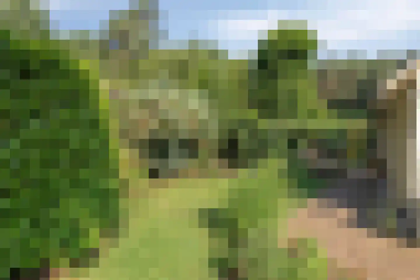 Geranium 83 Vinkel thumbnail 13