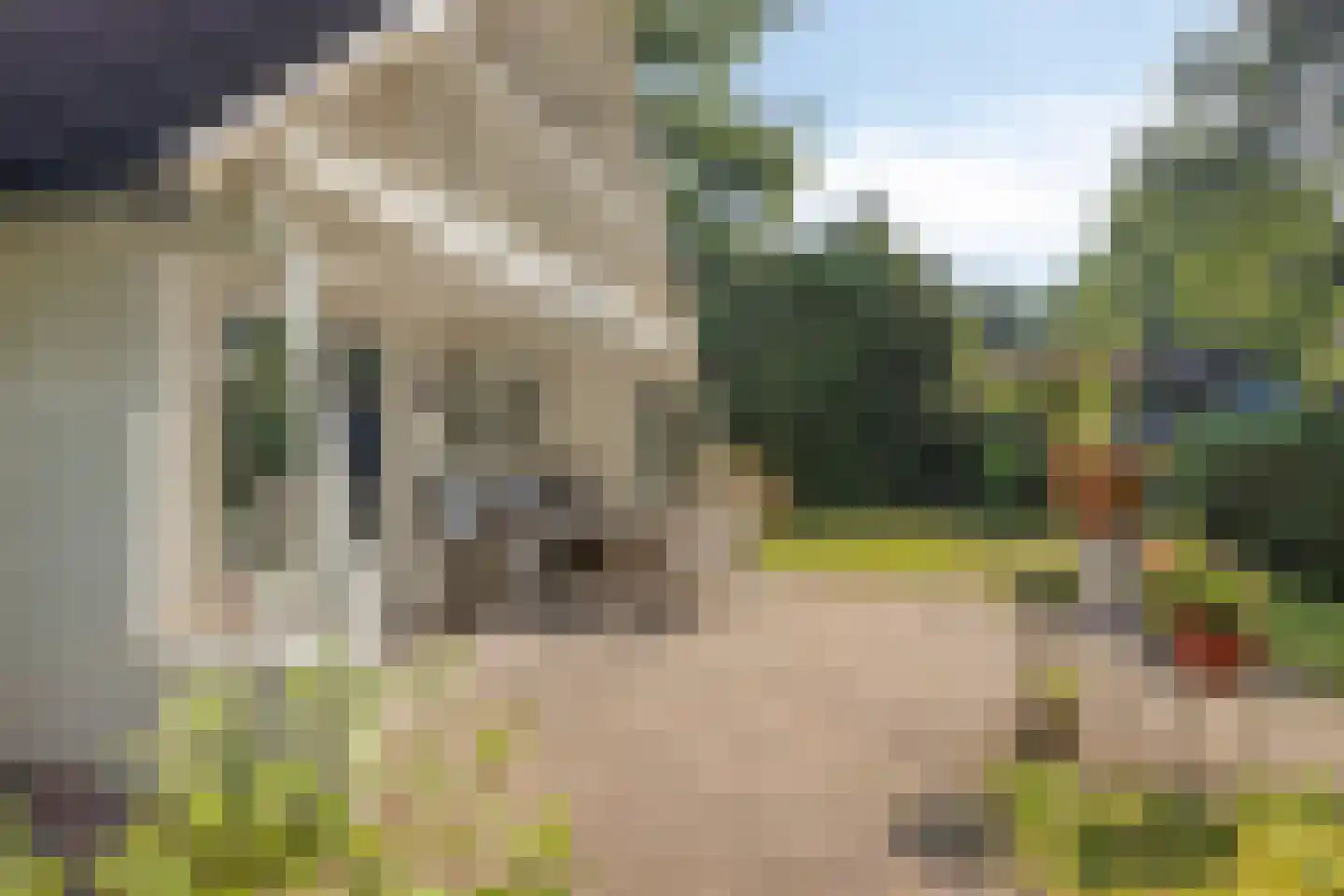 Geranium 83 Vinkel thumbnail 15