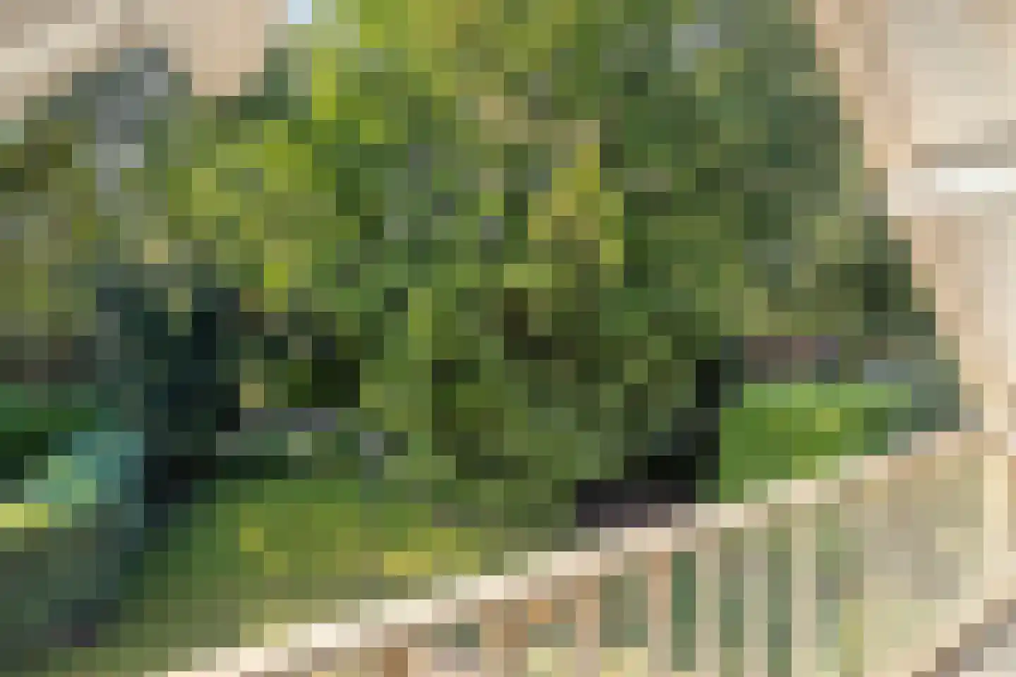 Geranium 83 Vinkel thumbnail 22