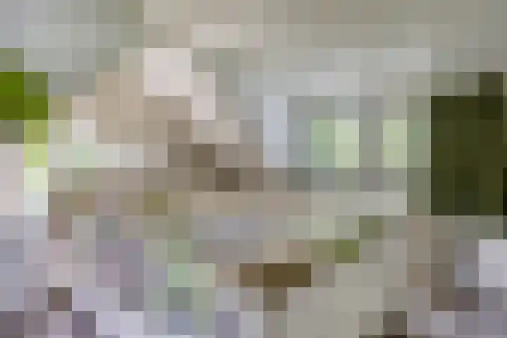 Geranium 84 Vinkel thumbnail 26