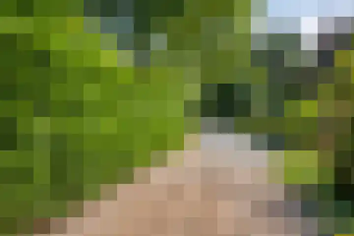 Geranium 84 Vinkel thumbnail 35