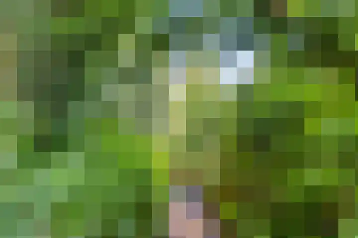 Geranium 84 Vinkel thumbnail 36