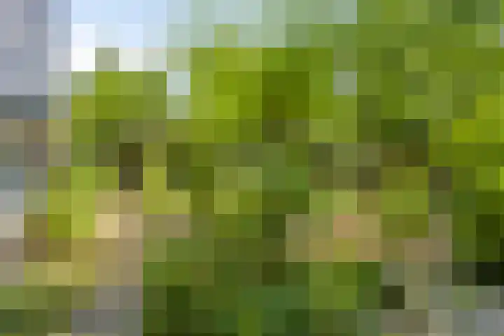 Geranium 84 Vinkel thumbnail 5