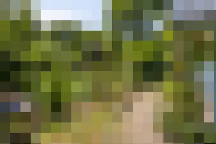Geranium 84 Vinkel thumbnail 7