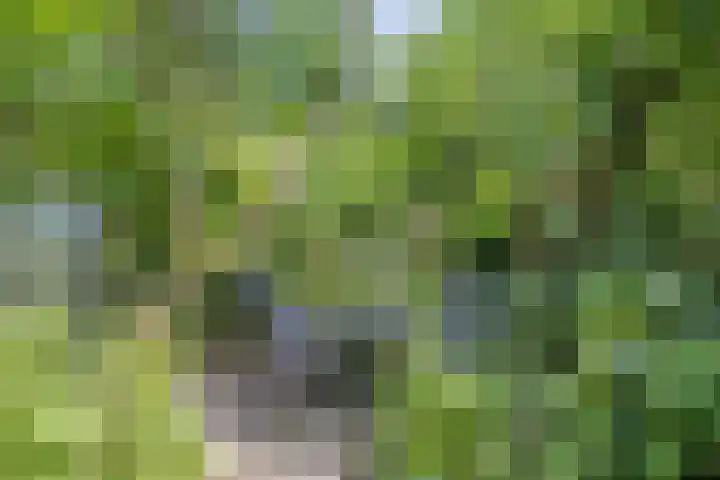 Geranium 84 Vinkel thumbnail 9