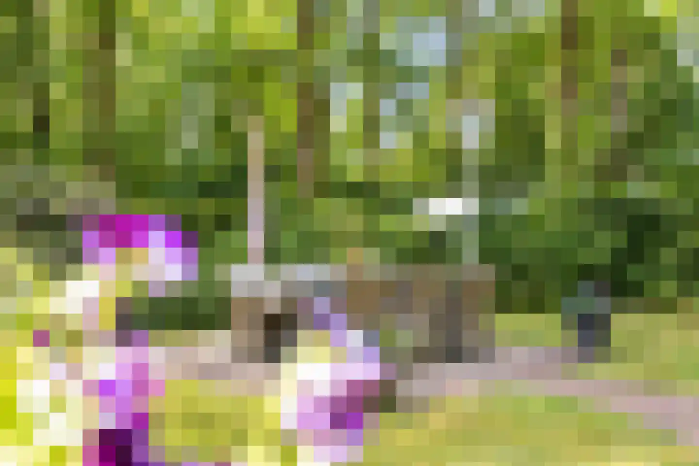 Geranium 90 Vinkel thumbnail 15
