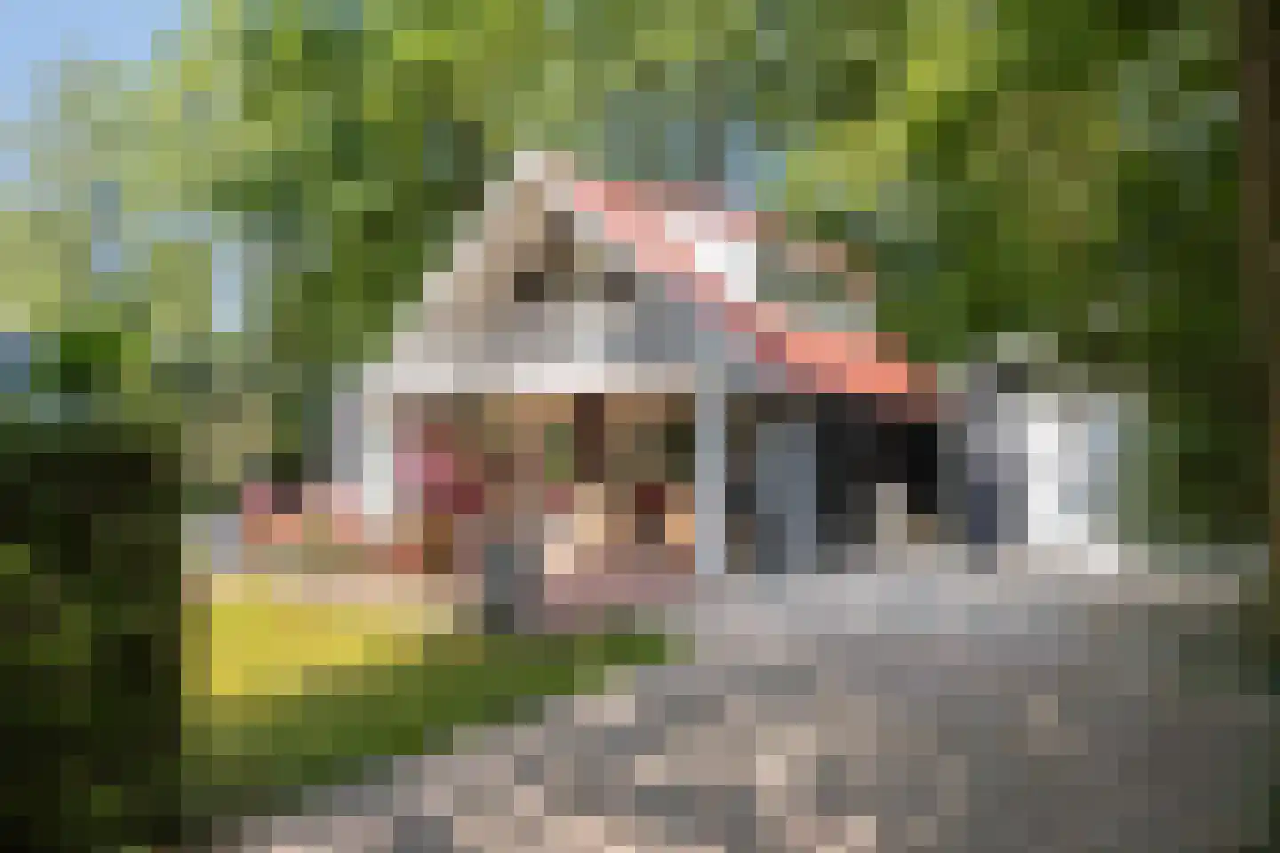 Geranium 90 Vinkel thumbnail 26