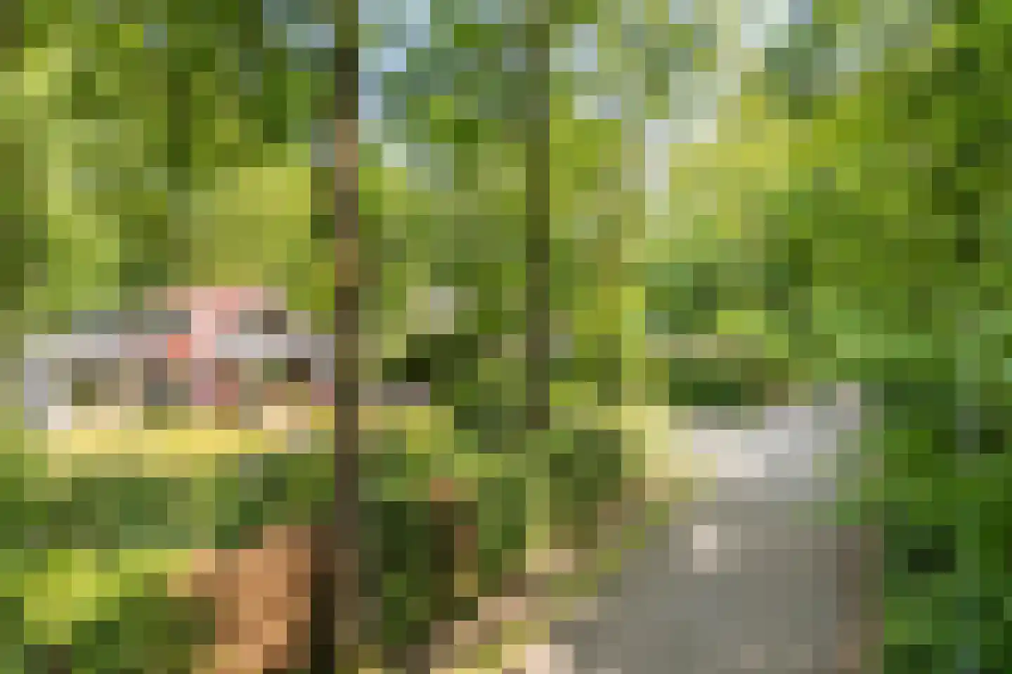 Geranium 90 Vinkel thumbnail 28