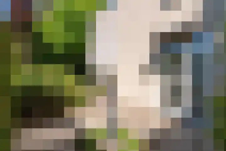 Gerard Doulaan 30 Bilthoven thumbnail 5