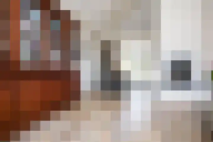 Gerard Doulaan 6 Muiderberg thumbnail 18