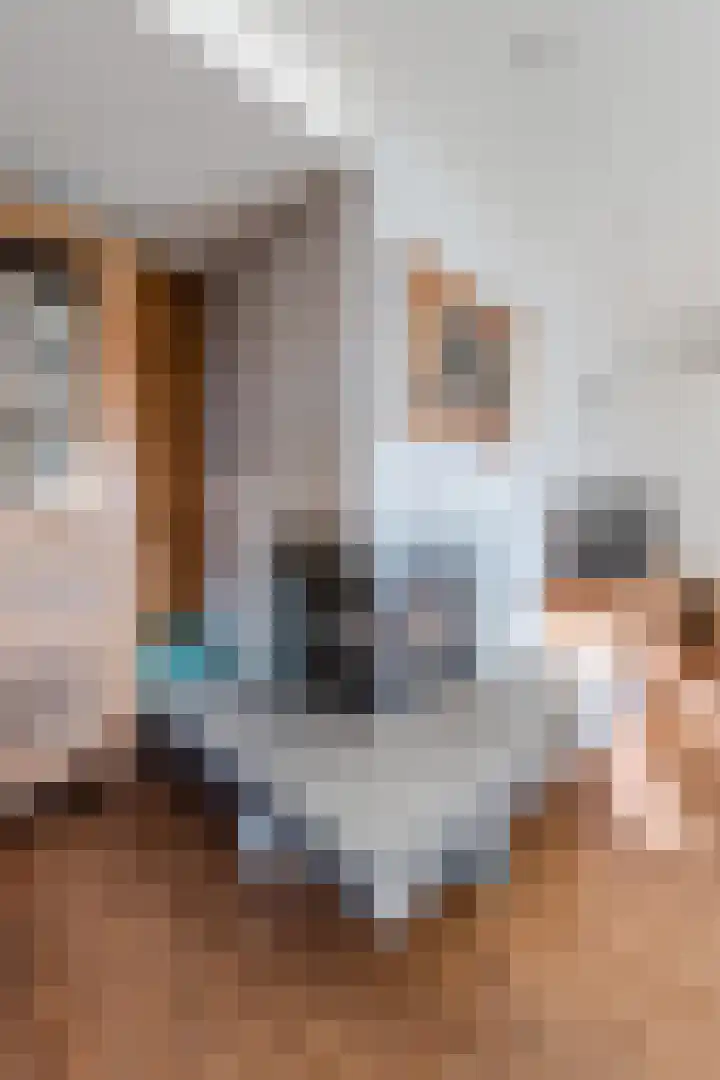 Gerard van Damstraat 2 't Zandt thumbnail 10