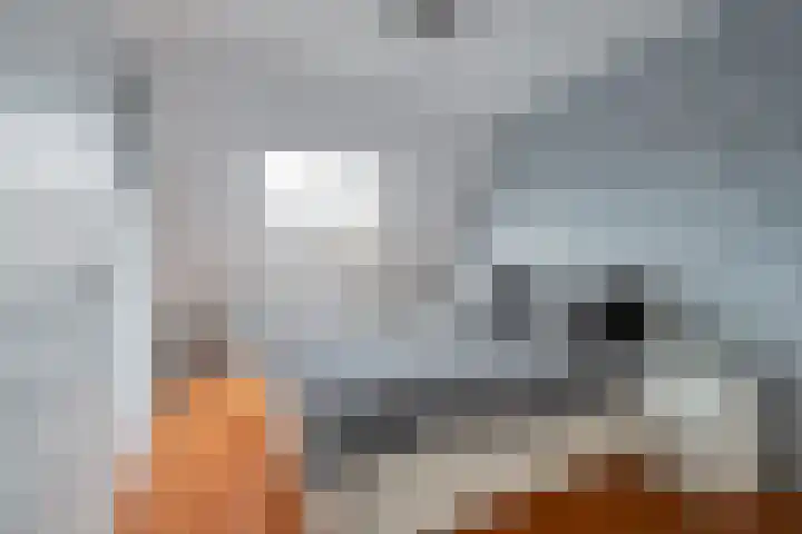 Gerard Wilschutpad 15 Hoogvliet Rotterdam thumbnail 15